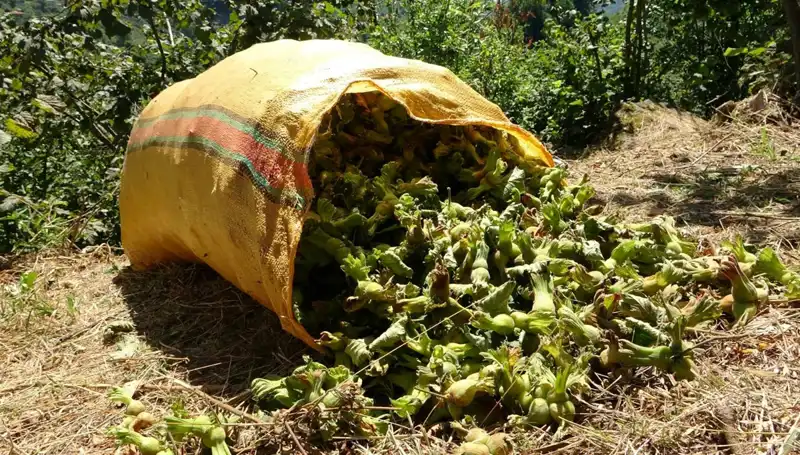 Giresun'da Fındık Hasadı Başladı: Üreticiler Heyecanla Bekliyor