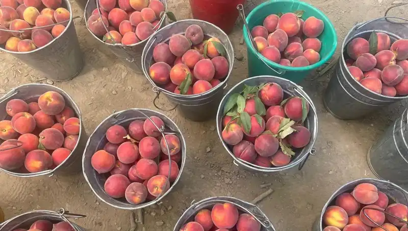 Çiftçiden Müjdeli Haberi: Hasat Döneminde Fiyatlar Uçuşa Geçti!
