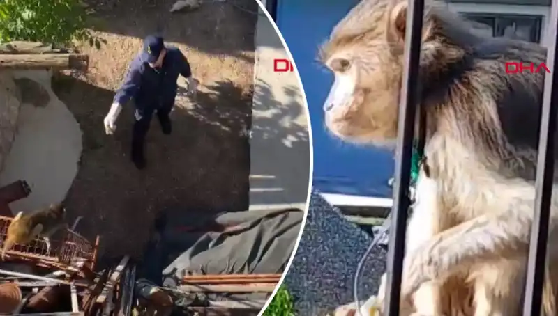 Muğla'da Sıcak Dakikalar: Maymun Mahalleyi Karıştırdı!