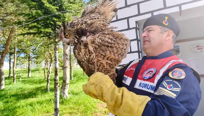 Dikenli Tellere Takılan Puhu, Hayata Dönmeye Hazırlanıyor