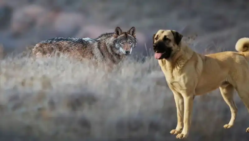 Kangal Köpeği: Kurt Popülasyonu Artıyor, Talep Zirveye Çıkıyor!