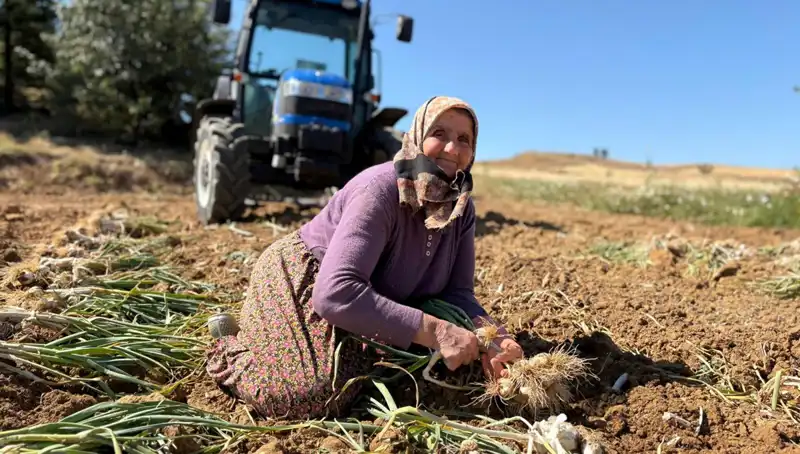 Günde Bin 200 Liraya Tarladan Toplanan Selenium Zengini Ürün: Sırrı Ne?
