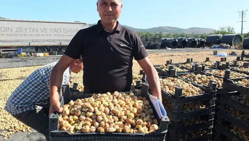 Balıkesir'de Tarım Sezonu: Balıkeysi İhracatta Zirveye Ulaşıyor