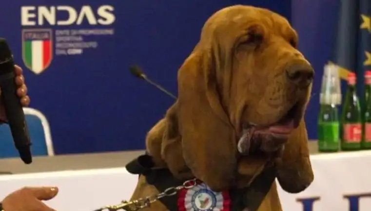 Arama Köpeğine Yapılan Suikast: Çivili Sosisle Öldürüldü!