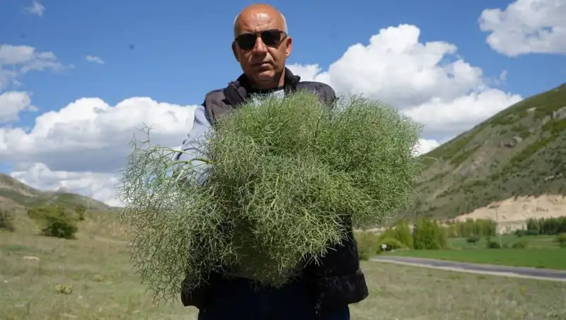 Doğanın Protein Deposunu Toplamak İçin 15 Kilometre Yürüyüş Yapıyorlar
