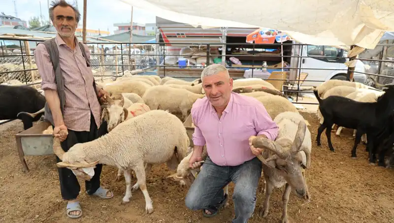 Kurban Pazarı 2023'ün Yıldızı: Dört Boynuzlu Koçlar Büyük İlgi Görüyor