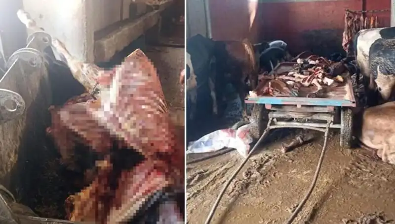 Adana'da 2,5 Ton At Eti Ele Geçirildi: Kurtarılan 4 Atın Hikayesi
