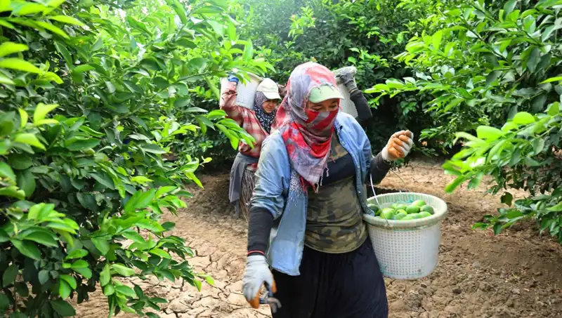 Marketlerdeki Fiyat Şoku: Kilo Fiyatları 150 Lirayı Aştı!