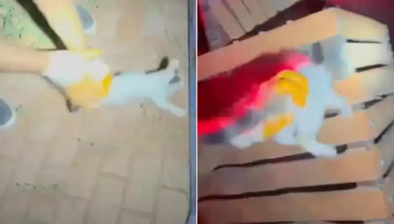 Gece Yarısı İtfaiyeden Tüyleri Diken Diken Eden Kedi Kurtarma Operasyonu