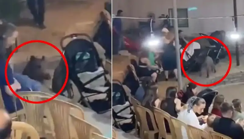 Düğün Töreninde Yaban Domuzu Panik Yarattı: Şoke Eden Görüntüler