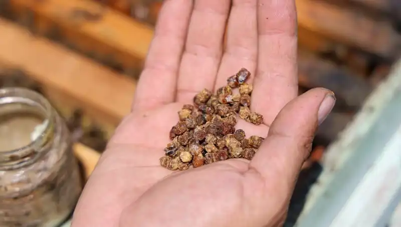 Artık Çöpe Değil, Sofralarda: Kilo Başına 3 Bin TL Değerindeki Protein Kaynağı